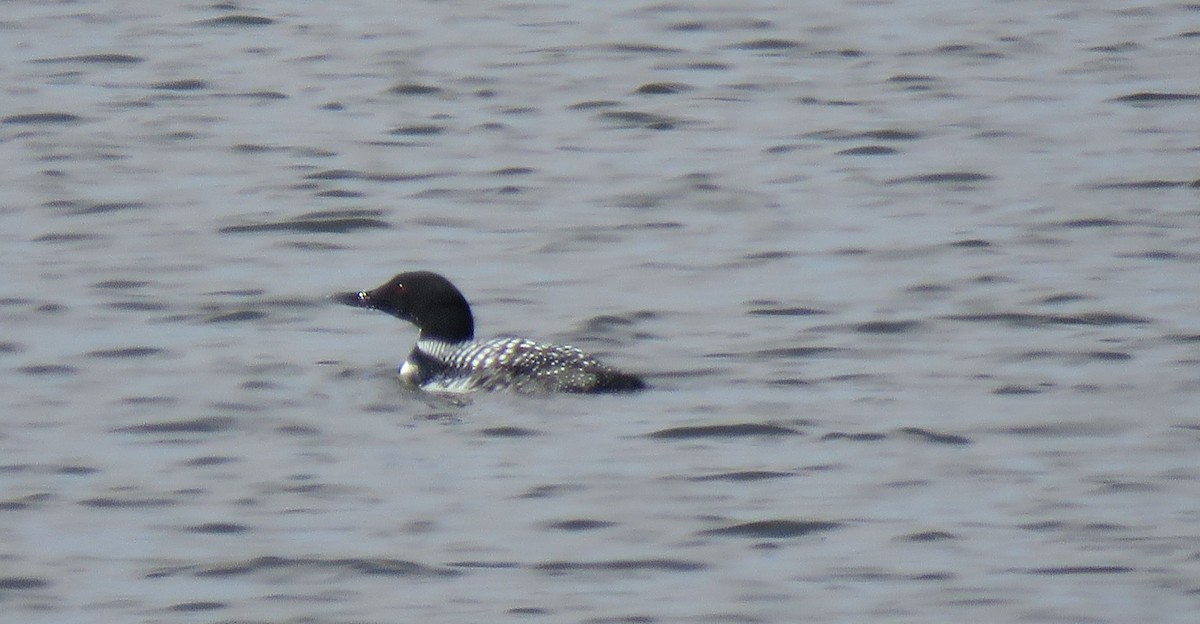 Common Loon - ML553483951