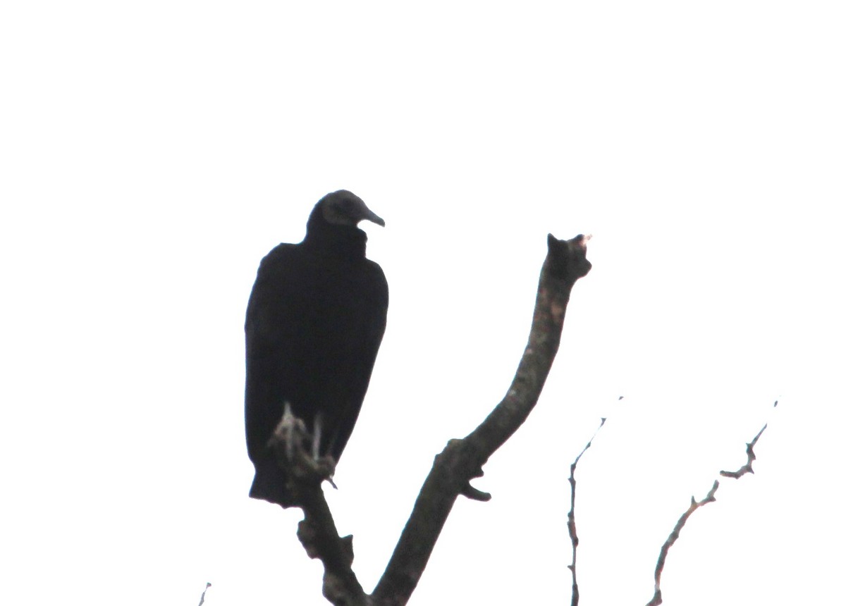 Black Vulture - ML553483961