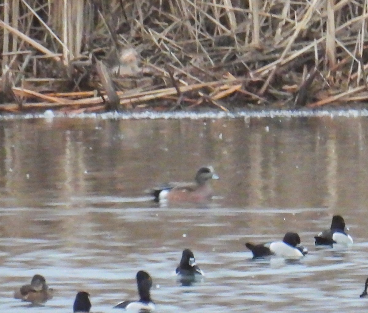 American Wigeon - ML553484601