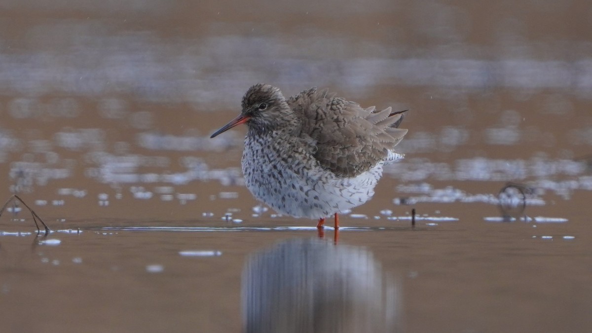 Common Redshank - Paweł Maciszkiewicz