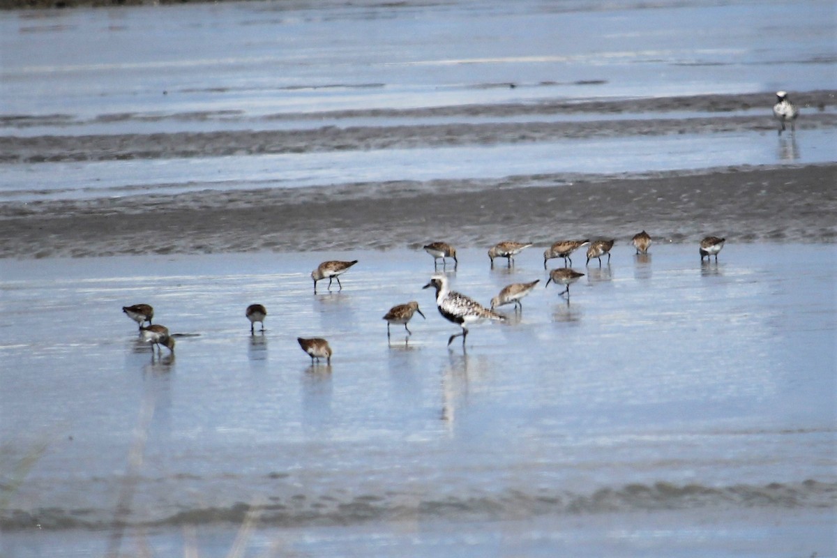 Black-bellied Plover - ML55348701