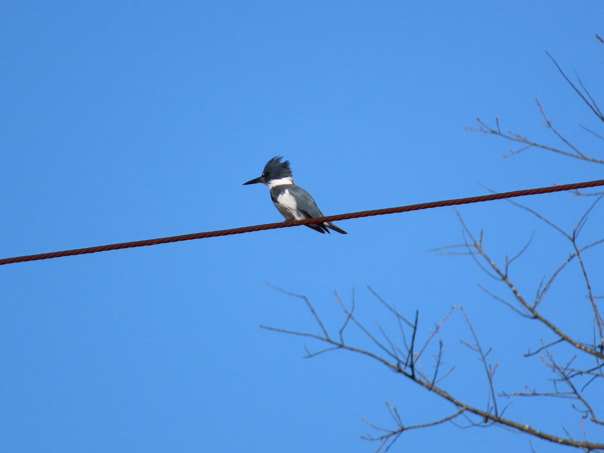 Belted Kingfisher - ML553487401