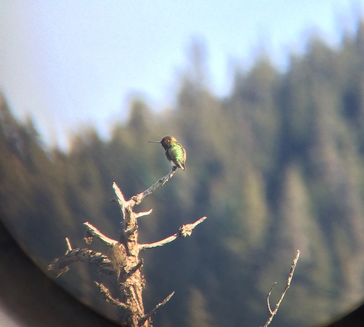 Anna's x Rufous Hummingbird (hybrid) - Gus van Vliet