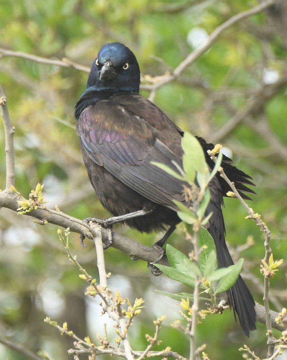 Гракл пурпуровошиїй - ML553488921