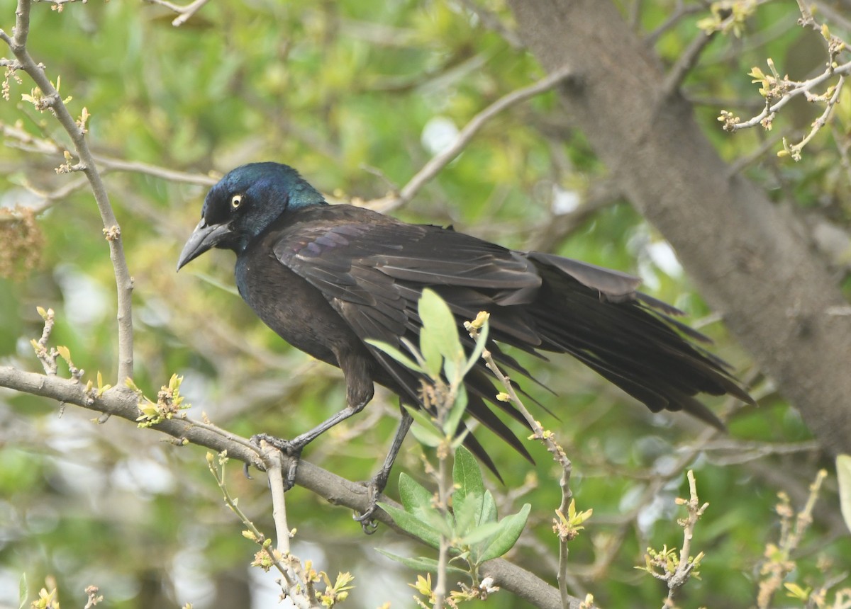 Гракл пурпуровошиїй - ML553488931