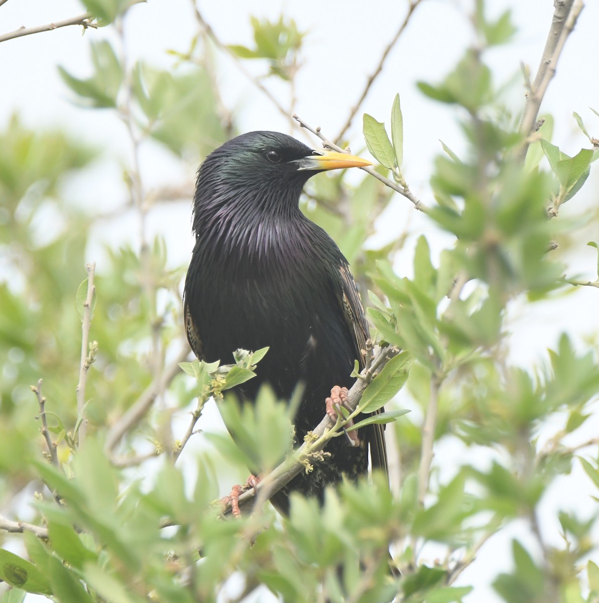 Шпак звичайний - ML553488981