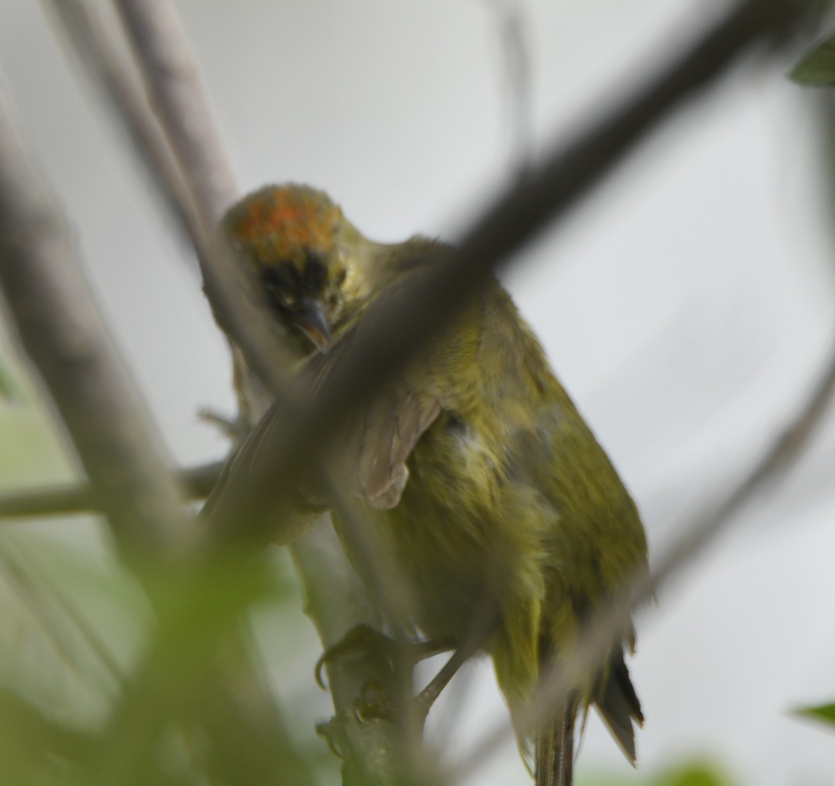 Червоїд оливковий - ML553489051