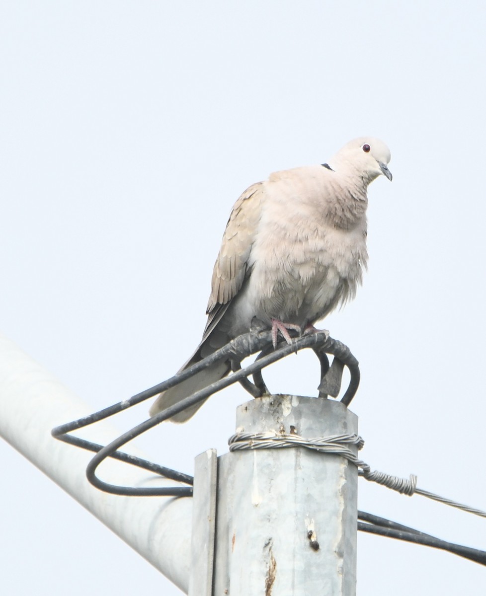 Горлиця садова - ML553489081