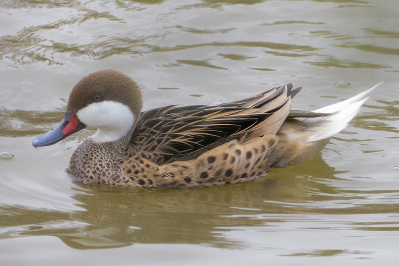 White-cheeked Pintail - ML553490771