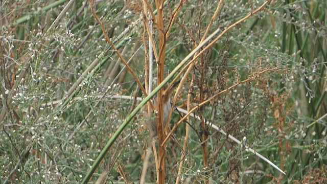 Sharp-billed Canastero - ML553494141