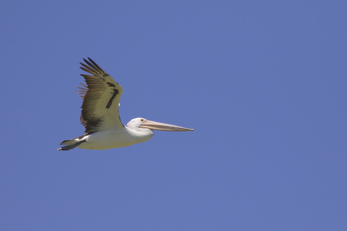 Australian Pelican - ML553496431