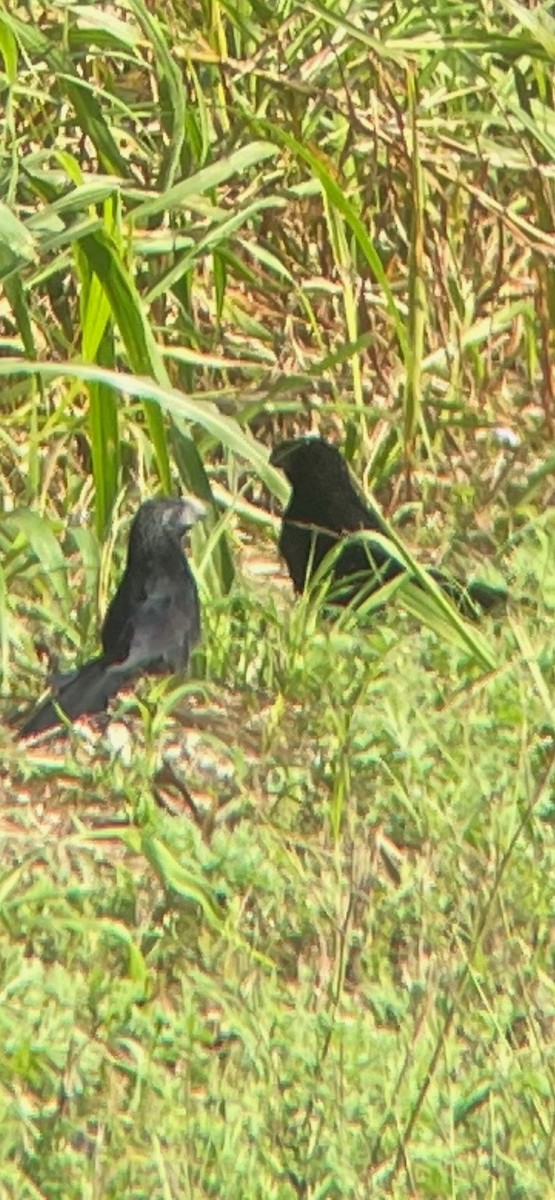 Smooth-billed Ani - ML553499261