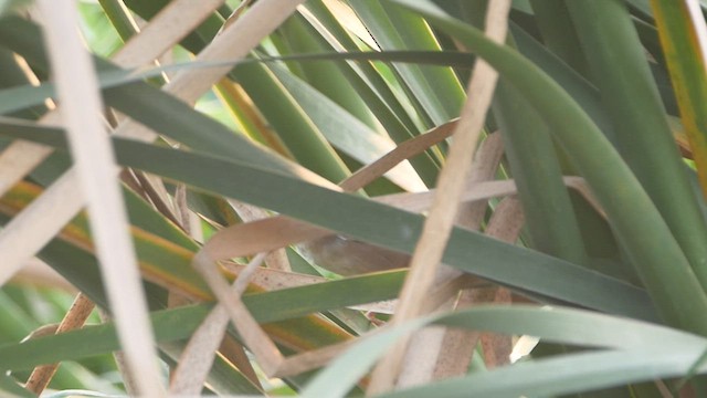 Pallas's Grasshopper Warbler - ML553500101