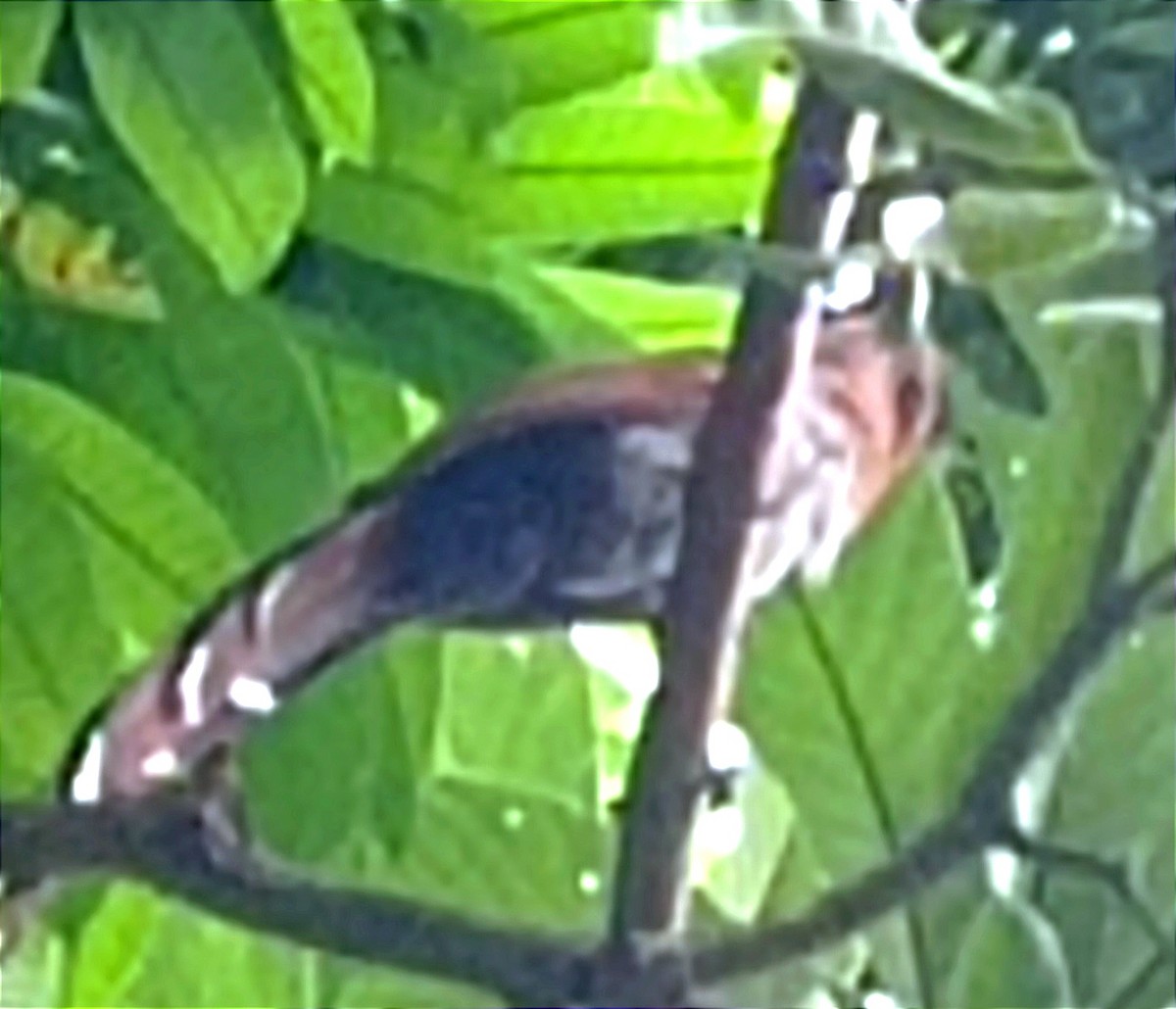 Squirrel Cuckoo - Agatha Flora