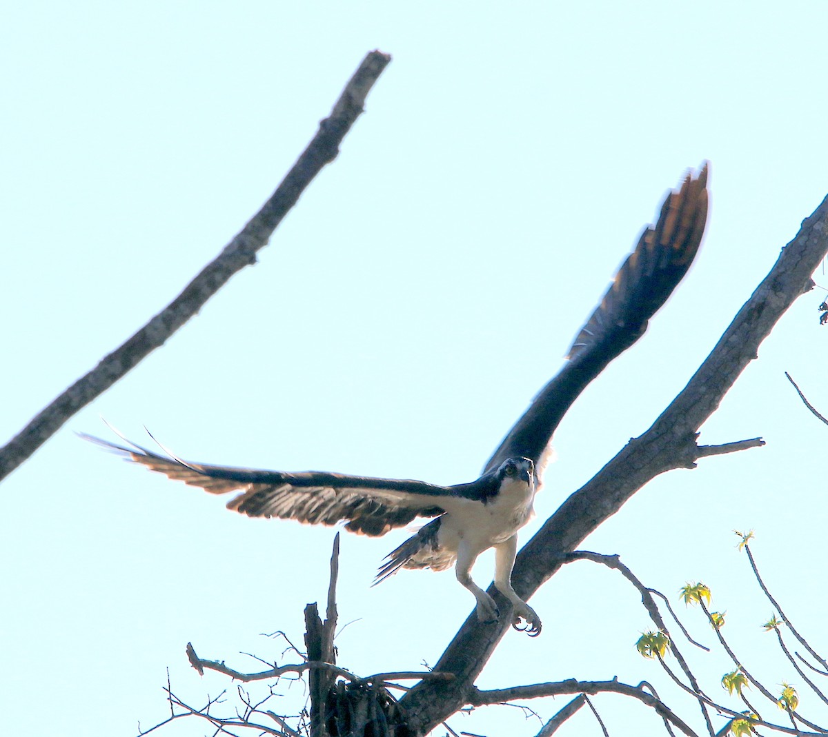 Osprey - ML553501041