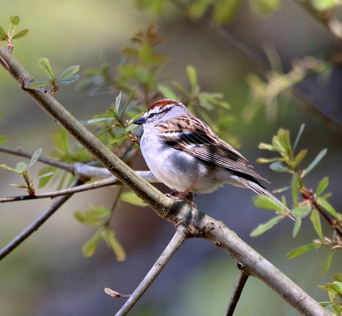 Chipping Sparrow - ML553501271