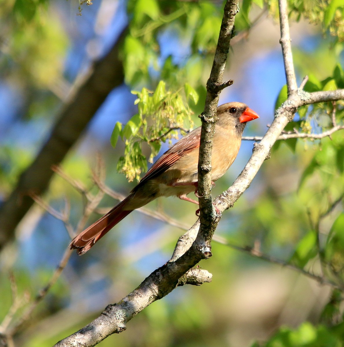 Northern Cardinal - ML553501291