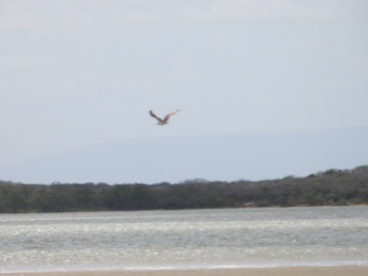 Águila Pescadora - ML553501401