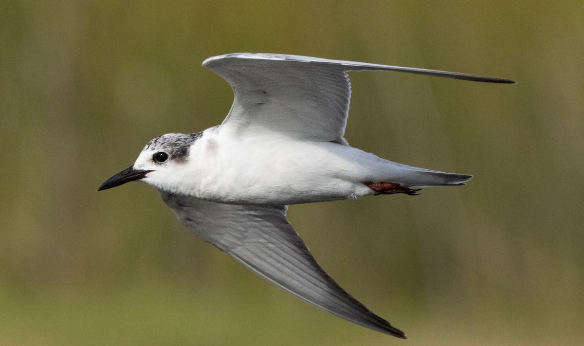 Whiskered Tern - Simon Binzegger