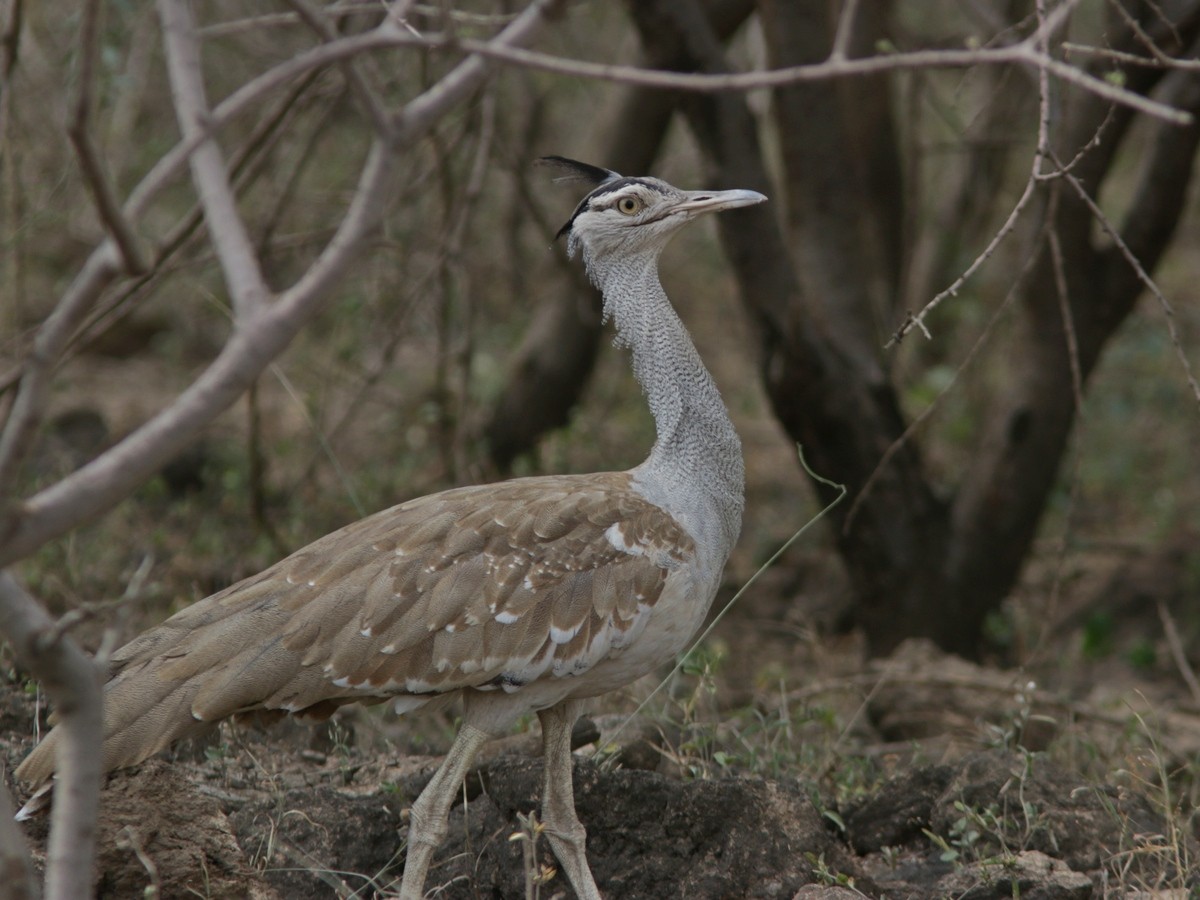 Arabian Bustard - ML553501911