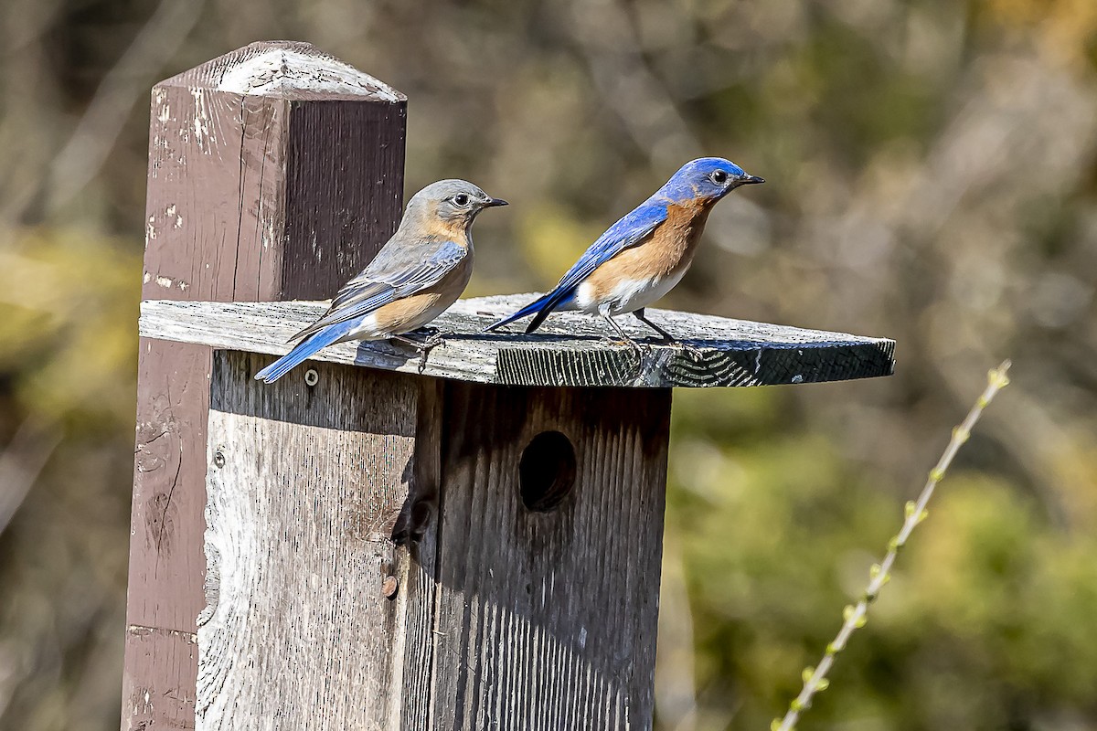 Eastern Bluebird - ML553504721