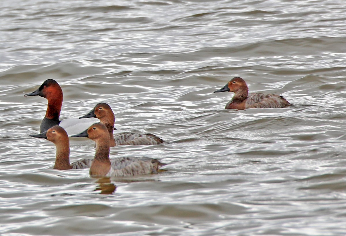 Canvasback - ML553505041