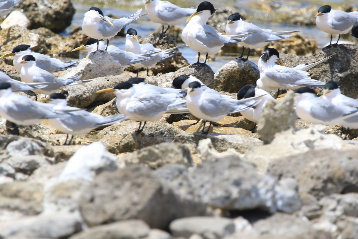 Sandwich Tern (Cayenne) - ML553505751