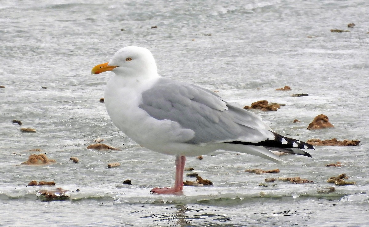 Herring Gull - Sharon Dewart-Hansen