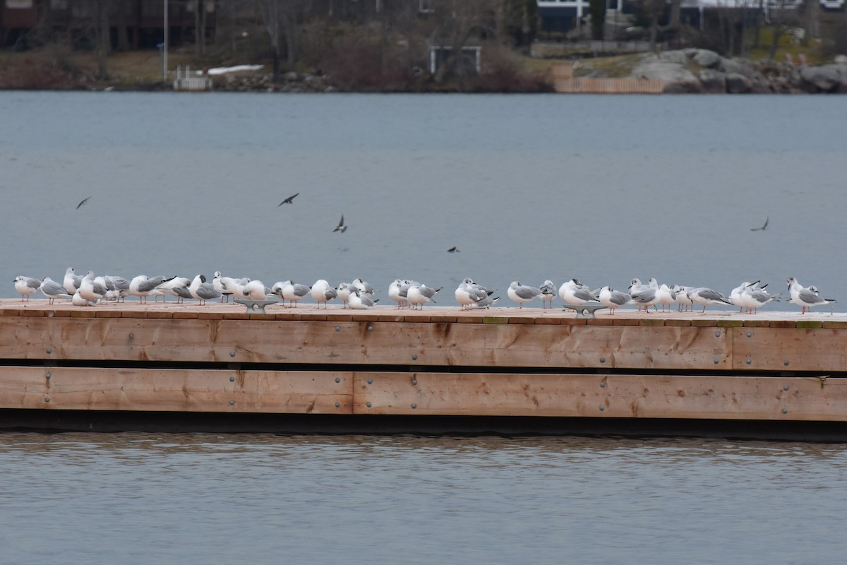 Bonaparte's Gull - ML553508701