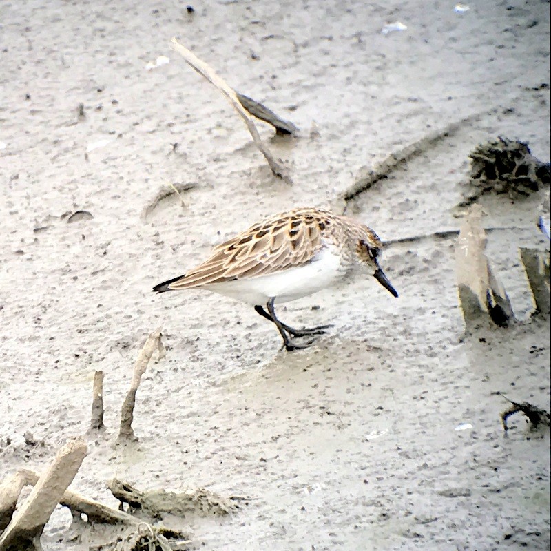 Semipalmated Sandpiper - ML55350871