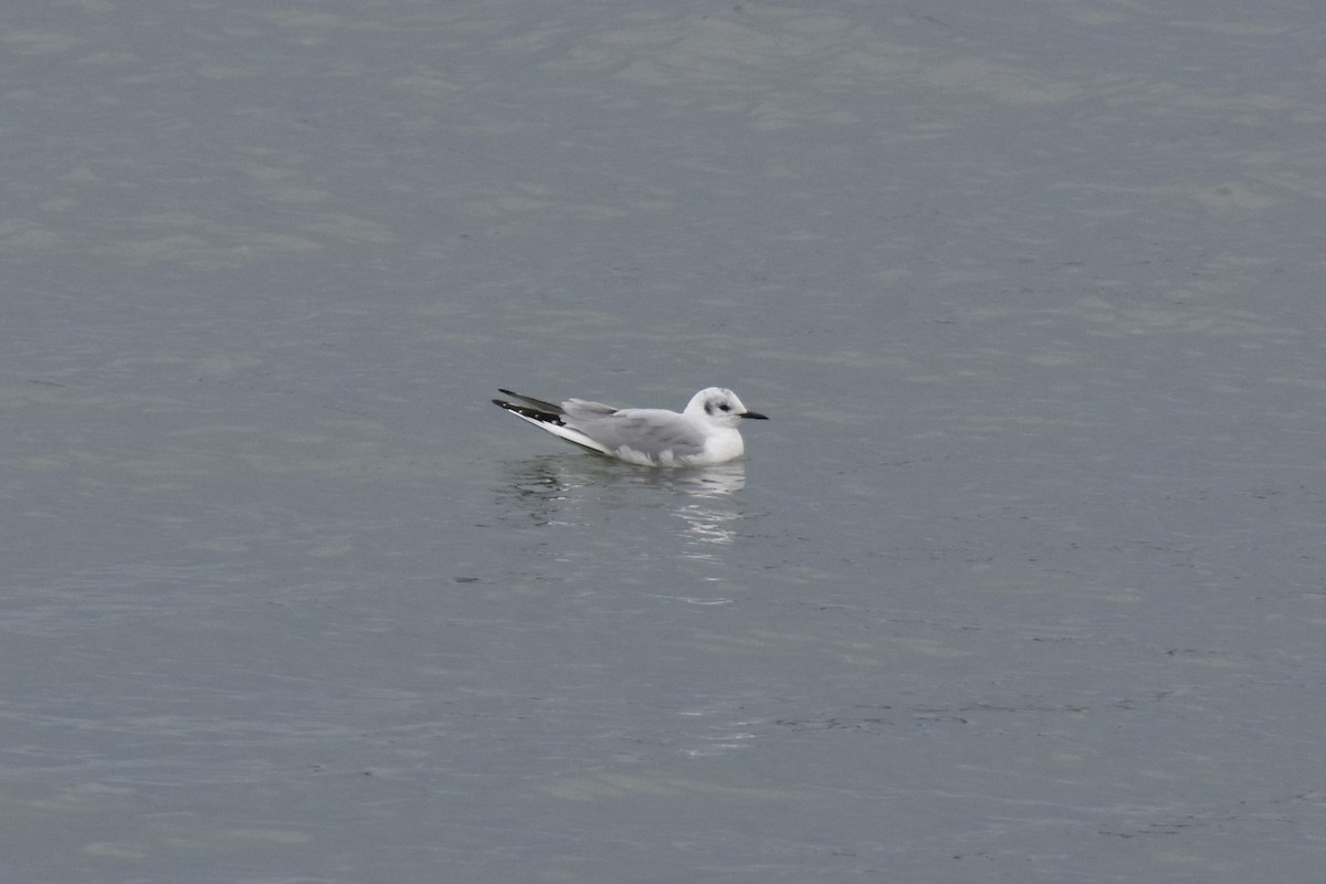 Bonaparte's Gull - ML553509441