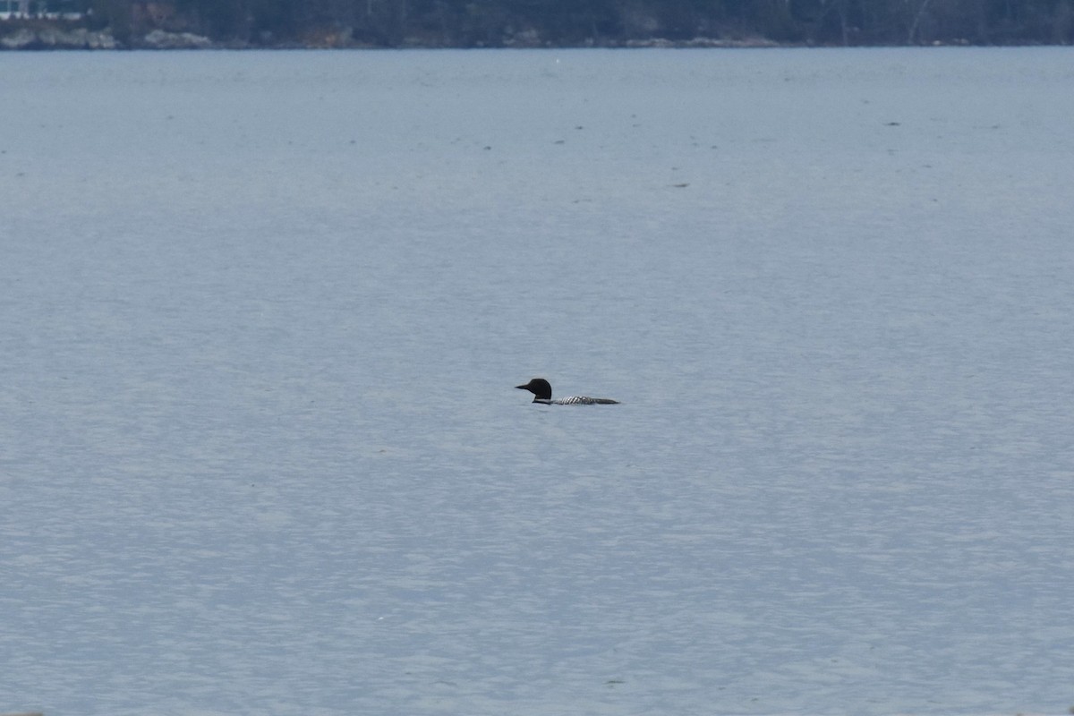 Common Loon - ML553509451