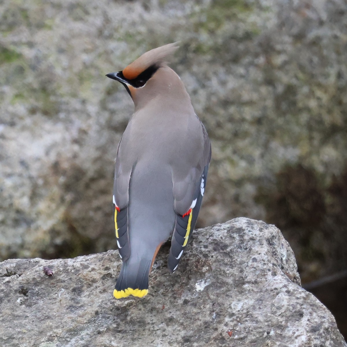 Bohemian Waxwing - ML553509521