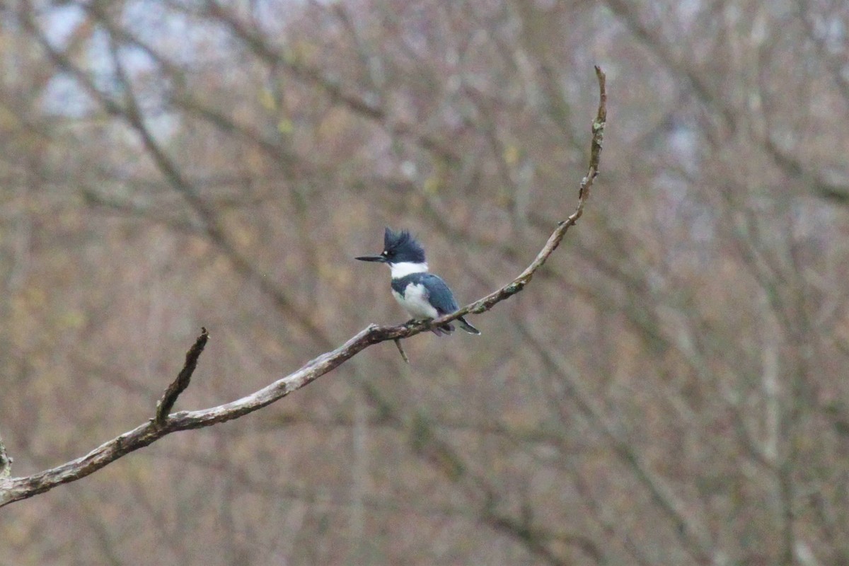 Belted Kingfisher - ML553509561