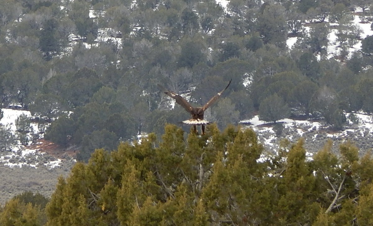 Golden/Bald Eagle - Fred Capes