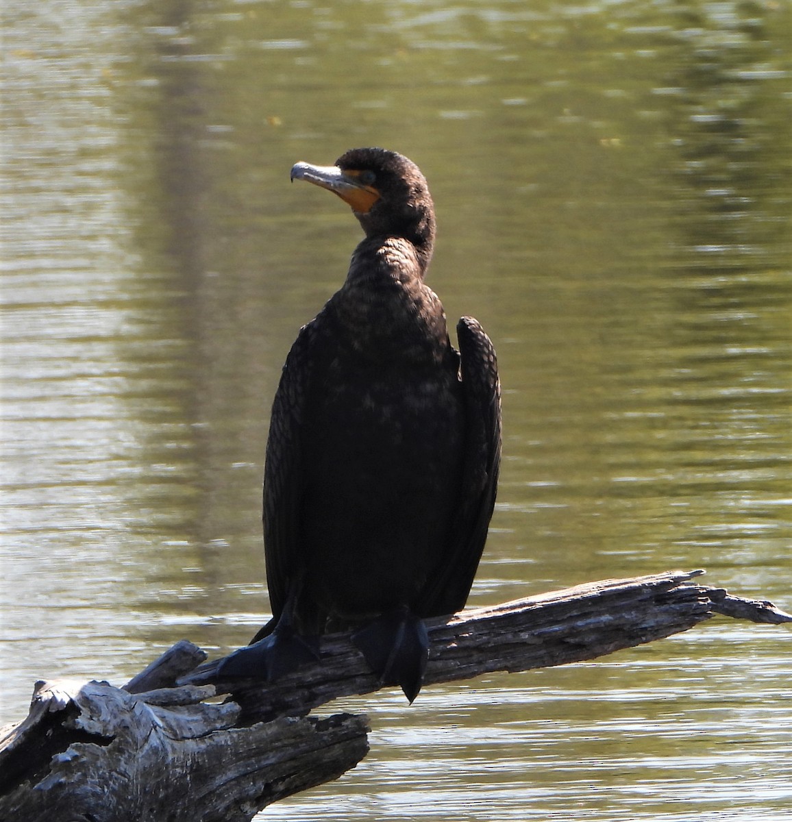 Double-crested Cormorant - ML553509831