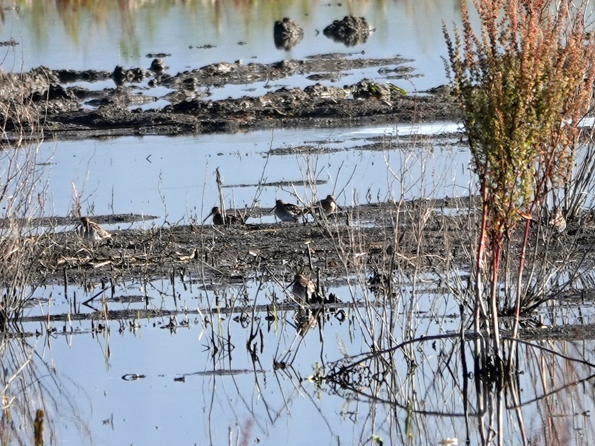 Wilson's Snipe - ML553511641