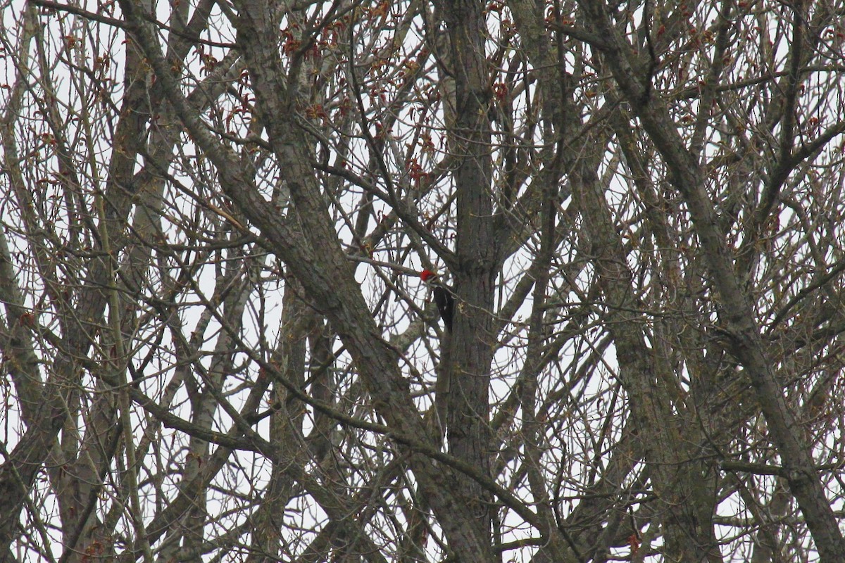 Pileated Woodpecker - ML553513101