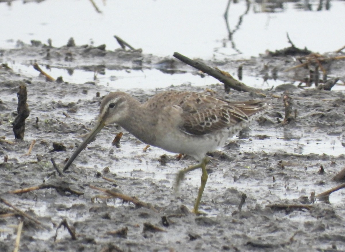 Long-billed Dowitcher - ML553514211