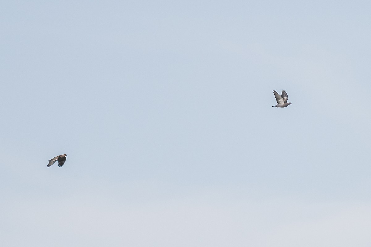 Picazuro Pigeon - ML553514951