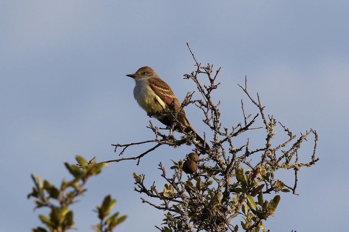 Ash-throated Flycatcher - Don Brode