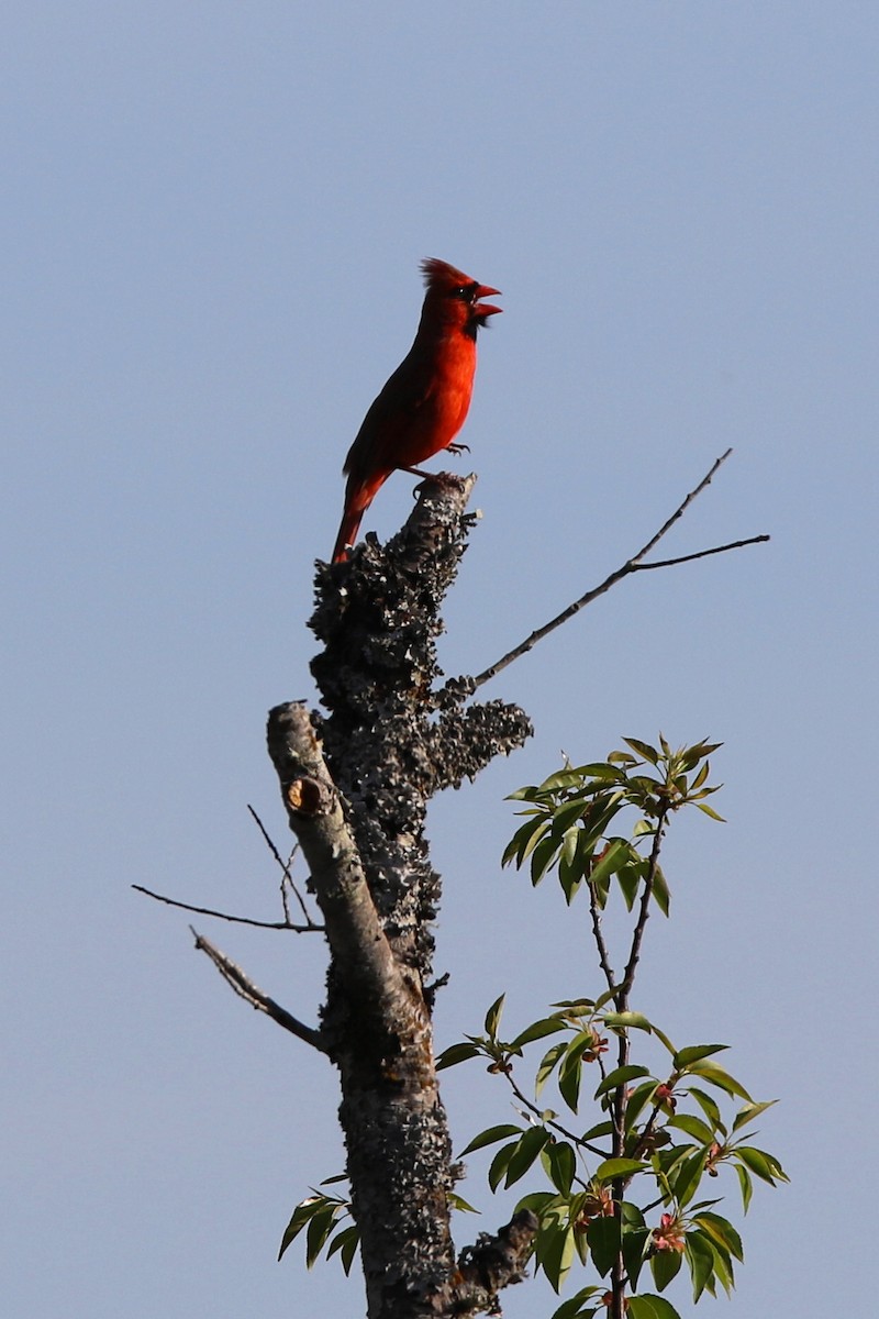 Cardinal rouge - ML553516161