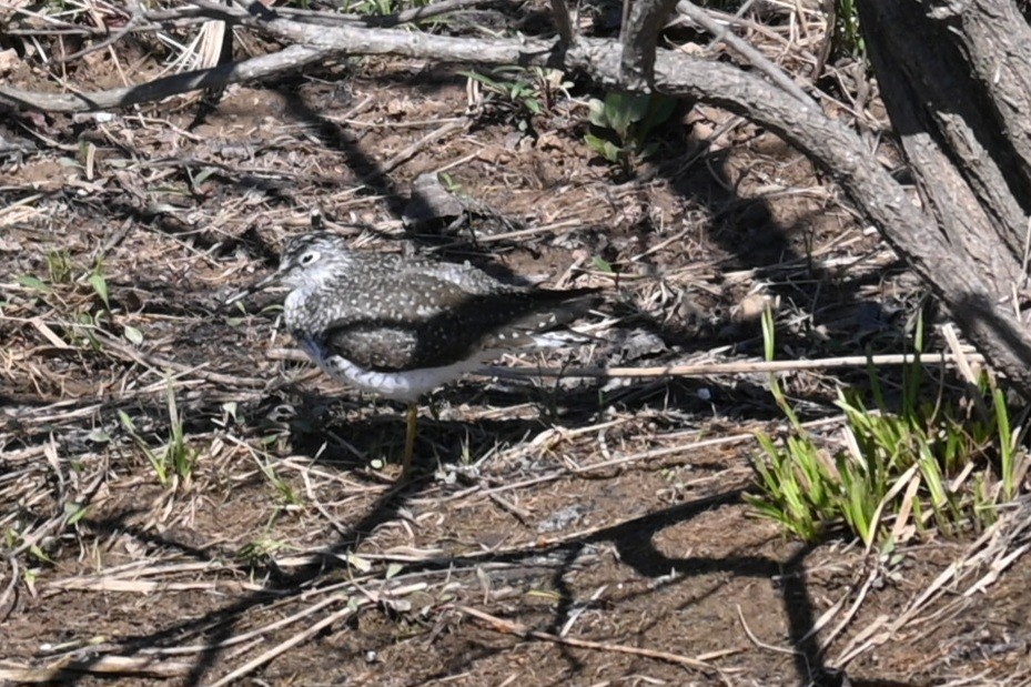 Solitary Sandpiper - Jim McDaniel