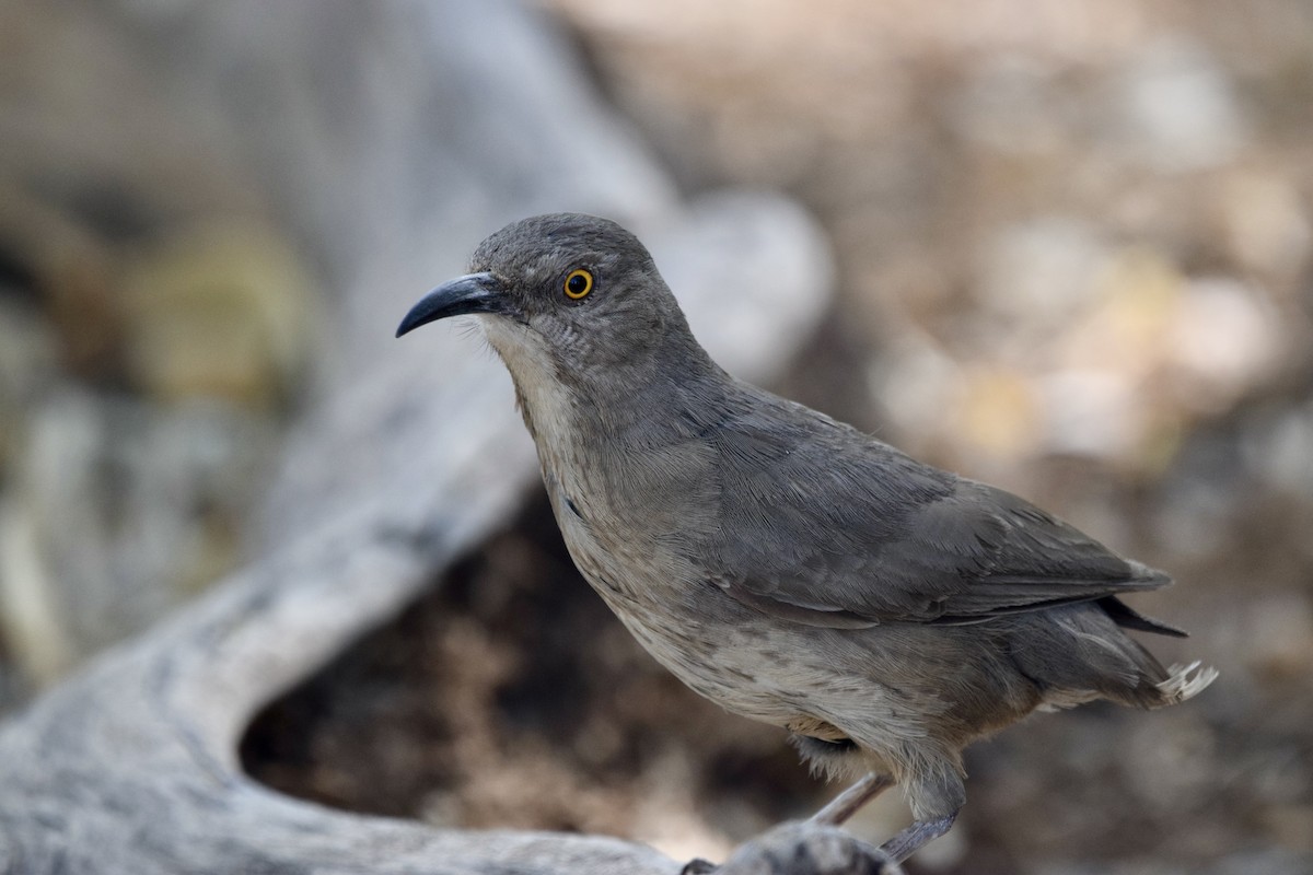 Curve-billed Thrasher - Michaela Figari