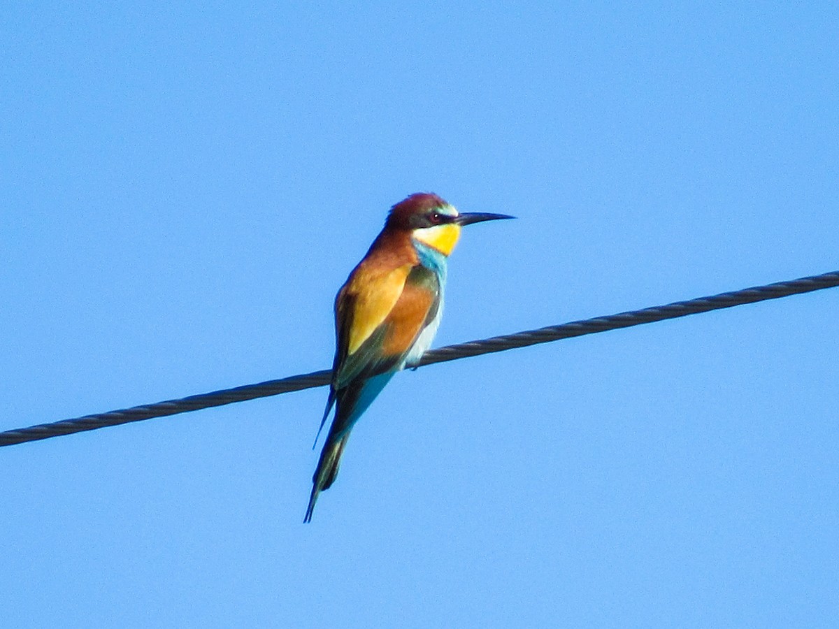 Шарга зөгийч - ML553518411