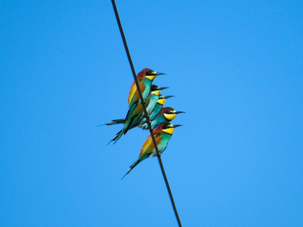 Шарга зөгийч - ML553518421