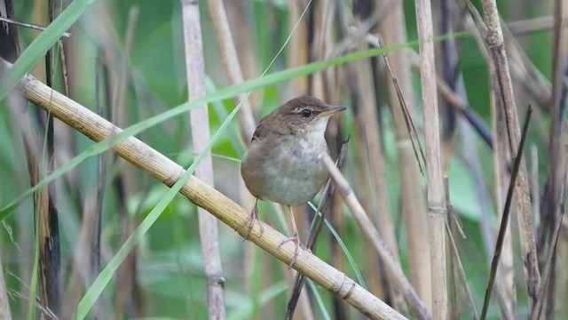 Baikal Bush Warbler - ML553518431