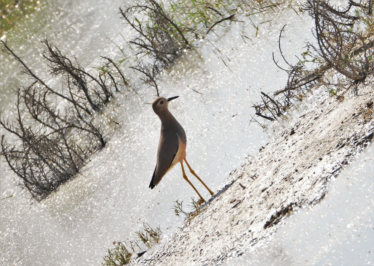 White-tailed Lapwing - Chakavak Abbaspour