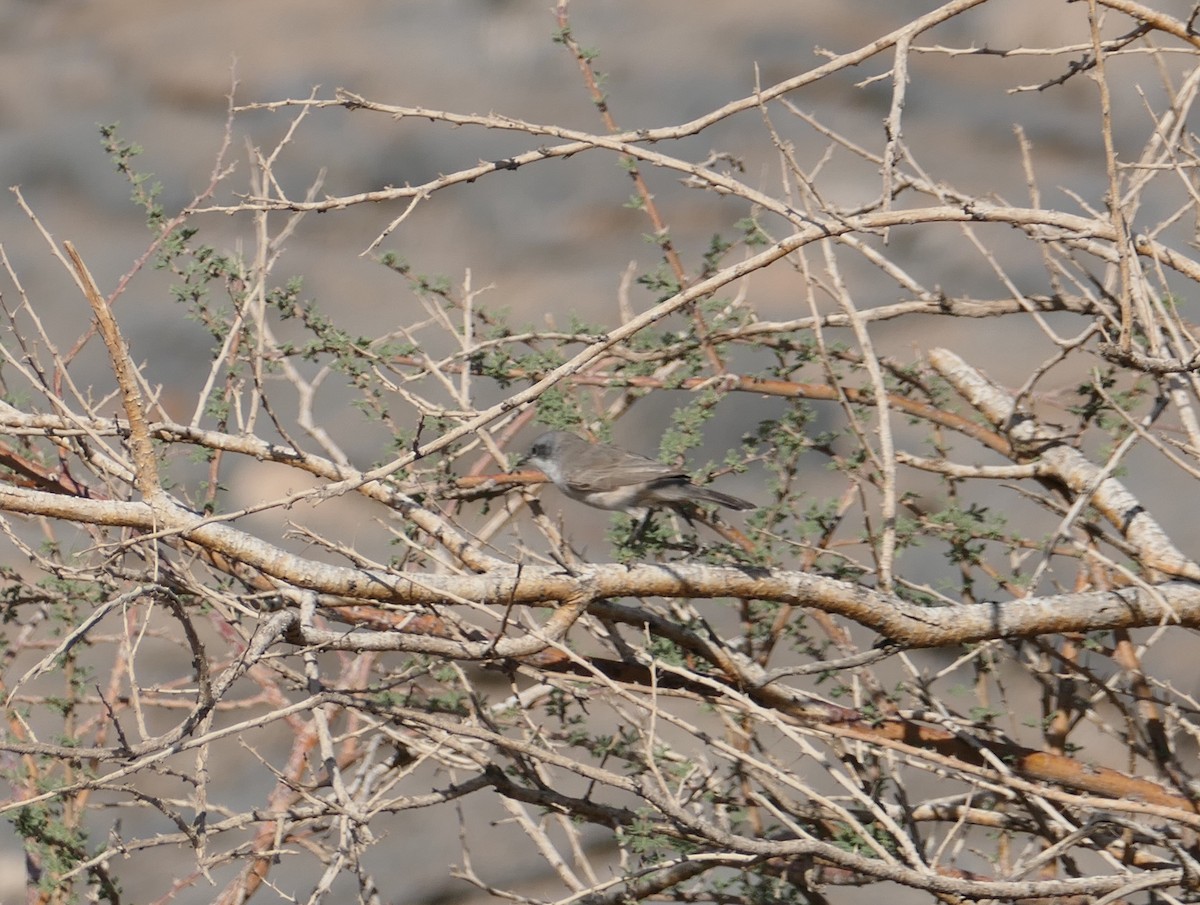 Lesser Whitethroat - ML553518661