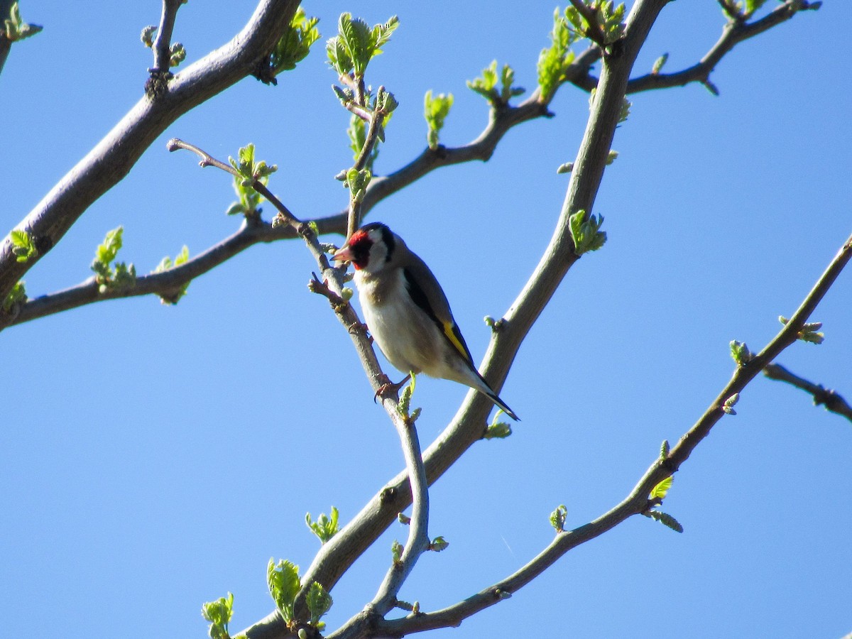 Бор бужирга - ML553518791